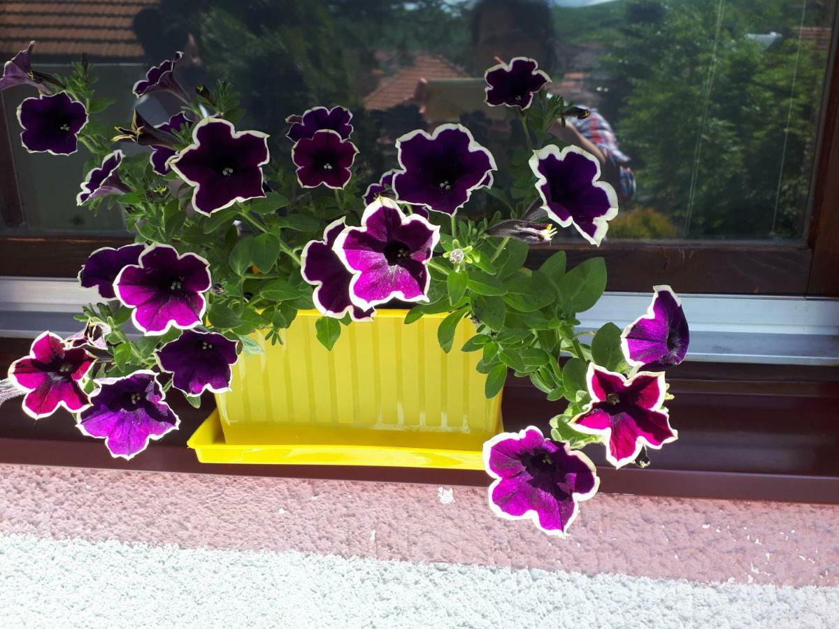 Obiteljski Apartman Borovi 비소코 외부 사진